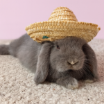Edible Rabbit Toy | SnuggleSafe | I’ll Eat My Hat - Image 2