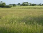 2KG Meadow Hay - Image 3